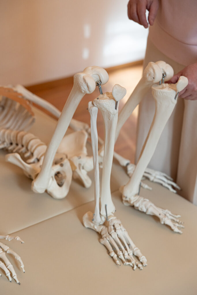 Ein Skelett auf einer Behandlungsliege, Susanne Wolk erklärt Funktionen des Skeletts