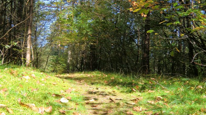 Waldspaziergang